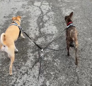 Illustration de l'article : Un chien errant devient le meilleur ami d’un autre toutou et trouve finalement une nouvelle famille