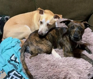 Illustration de l'article : Un chien errant devient le meilleur ami d’un autre toutou et trouve finalement une nouvelle famille