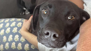 Illustration de l'article : Disparu depuis 2 semaines, ce chien blessé est soudainement réapparu le jour de Noël au grand soulagement de sa famille d’accueil