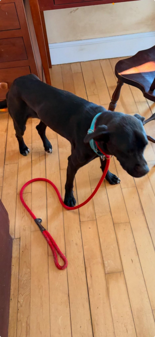 Illustration de l'article : Disparu depuis 2 semaines, ce chien blessé est soudainement réapparu le jour de Noël au grand soulagement de sa famille d’accueil