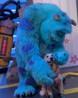 Illustration de l'article : Un Golden Retriever pleure lors de son séjour à Disneyland avant d’aller au paradis des chiens (vidéo)