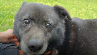 Illustration de l'article : Après 10 ans de combat, Rusty, un chien victime de négligence, savoure enfin la belle vie (vidéo)