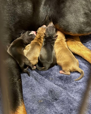 Illustration de l'article : Une femme sauve une chienne abandonnée dans un désert puis découvre une belle surprise (vidéo)