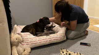 Illustration de l'article : Abandonnée à 12 ans, cette petite chienne trouvée sur une voie ferrée reprend doucement goût à la vie