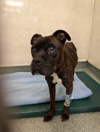 Illustration de l'article : Abandonnée à 12 ans, cette petite chienne trouvée sur une voie ferrée reprend doucement goût à la vie