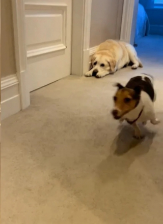 Illustration de l'article : Ce Labrador calme vit avec une Jack Russel énergique et la voit courir partout sans comprendre (vidéo)