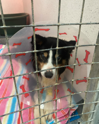 Illustration de l'article : Brutalement jeté d’une camionnette, ce chien âgé et aveugle s’en sort sans la moindre séquelle