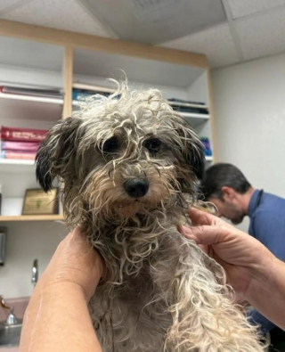 Illustration de l'article : Une chienne abandonnée sur un terrain vague sans eau ni nourriture est sauvée in extremis