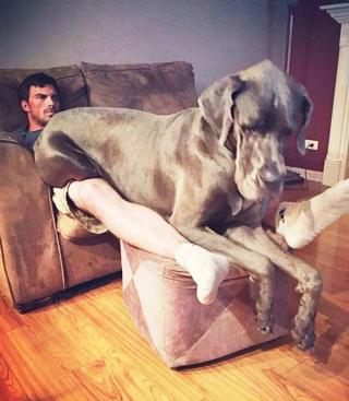Illustration de l'article : 10 photos montrant tout le bonheur qu’un chien apporte au foyer