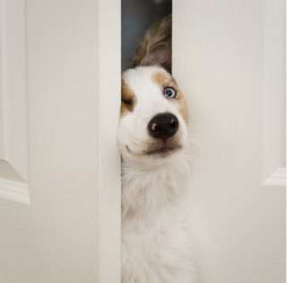 Illustration de l'article : 10 photos montrant tout le bonheur qu’un chien apporte au foyer