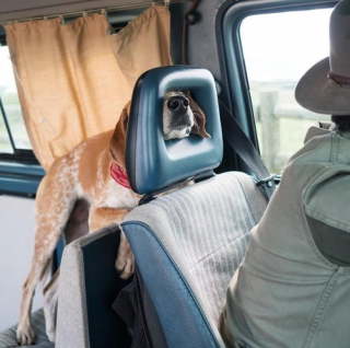 Illustration de l'article : 10 photos montrant tout le bonheur qu’un chien apporte au foyer