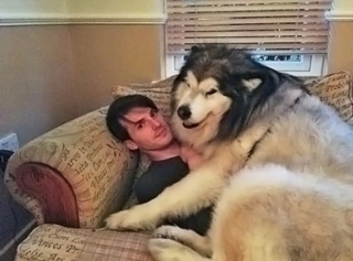 Illustration de l'article : 10 photos montrant tout le bonheur qu’un chien apporte au foyer