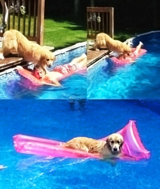 Illustration de l'article : 10 photos montrant tout le bonheur qu’un chien apporte au foyer