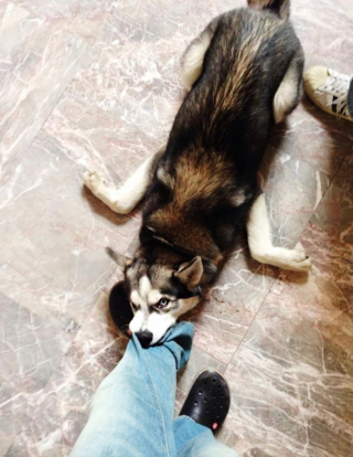Illustration de l'article : 10 photos montrant tout le bonheur qu’un chien apporte au foyer