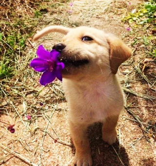Illustration de l'article : 10 photos montrant tout le bonheur qu’un chien apporte au foyer