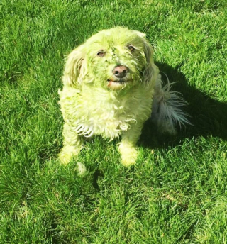 Illustration de l'article : 10 photos montrant tout le bonheur qu’un chien apporte au foyer