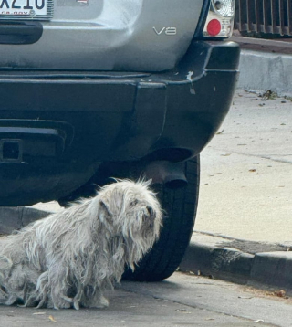 Illustration de l'article : Aveuglé par son épaisse toison emmêlée, ce petit chien errant a échappé au pire grâce à l’aide de ses sauveurs