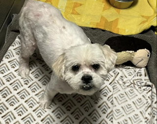 Illustration de l'article : Aveuglé par son épaisse toison emmêlée, ce petit chien errant a échappé au pire grâce à l’aide de ses sauveurs