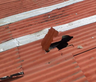 Illustration de l'article : Une chienne tombe du 9ème étage et survit miraculeusement