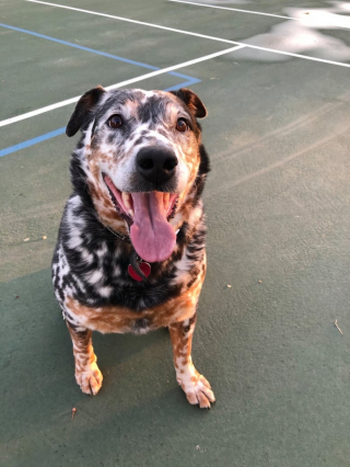 Illustration de l'article : Ce chien traumatisé et abandonné par sa famille réapprend à aimer et trouve un nouveau foyer (vidéo)