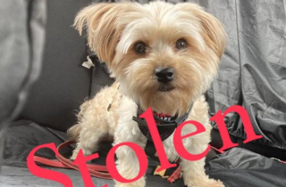 Illustration de l'article : Volé alors qu’il attendait sa maîtresse dans sa voiture, ce petit chien mobilise toute une ville pour être retrouvé