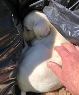 Illustration de l'article : Une équipe de nettoyage repère une « grosse peluche » dans un sac poubelle et découvre un chiot en détresse