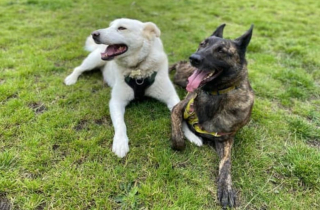 Illustration de l'article : Cette chienne à 3 pattes au passé difficile mordille ses peluches pour qu’elles soient comme elles