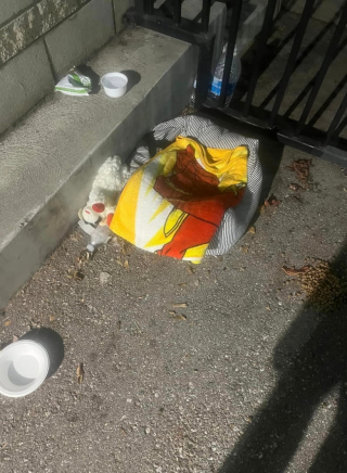 Illustration de l'article : Des sauveteurs tentent de secourir une petite chienne errante sur un parking de prison