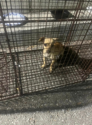 Illustration de l'article : Des sauveteurs tentent de secourir une petite chienne errante sur un parking de prison