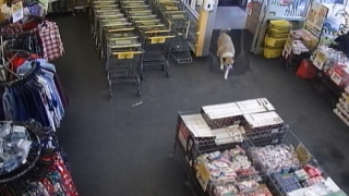 Illustration de l'article : Échappé de son jardin, cet imposant toutou s’offre une séance de shopping matinale dans le dos de sa maîtresse (vidéo)