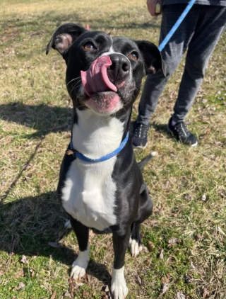 Illustration de l'article : Ce chien malchanceux en quête d’amour a été abandonné 3 fois par ses adoptants