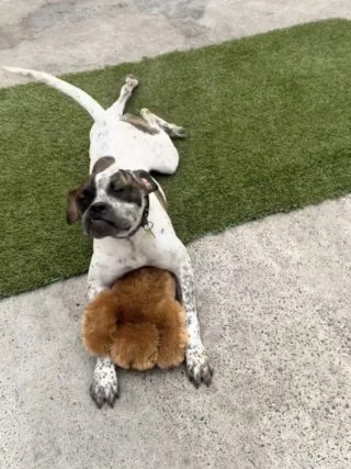 Illustration de l'article : Ce refuge propose à ses chiens de choisir eux-mêmes leur jouet favori en attendant une famille (vidéo)