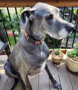 Illustration de l'article : Cette chienne au coeur brisé attend par la fenêtre le retour de la famille qui l’a abandonnée (vidéo)