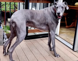 Illustration de l'article : Cette chienne au coeur brisé attend par la fenêtre le retour de la famille qui l’a abandonnée (vidéo)