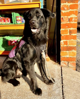 Illustration de l'article : Ce chien de thérapie pour sans-abri est fier d’accomplir sa mission