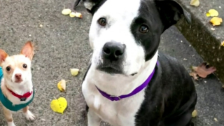 Illustration de l'article : Inséparables depuis leur arrivée en refuge, ces 2 chiennes que tout oppose devront être adoptées ensemble