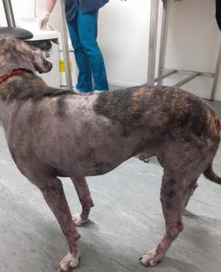 Illustration de l'article : Un chien souffrant de négligence est sauvé à temps et une enquête démarre pour retrouver les responsables