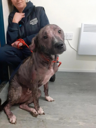 Illustration de l'article : Un chien souffrant de négligence est sauvé à temps et une enquête démarre pour retrouver les responsables