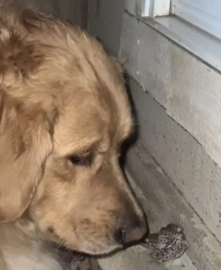 Illustration de l'article : Cette gentille Golden Retriever protège une grenouille de la pluie (vidéo)