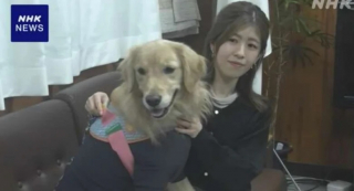 Illustration de l'article : Lors d’une promenade, un chien retrouve spontanément une femme disparue