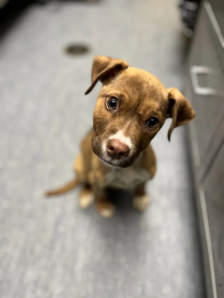 Illustration de l'article : Un chiot abandonné dans une poubelle est retrouvé grâce à une caméra thermique (vidéo)