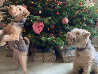 Illustration de l'article : Le courageux rétablissement de Fig après un accident domestique pendant un dîner