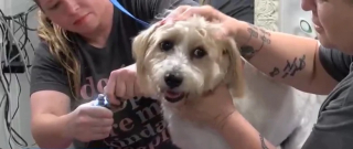 Illustration de l'article : Des chiens se font toiletter pour venir en aide à un garçon malade