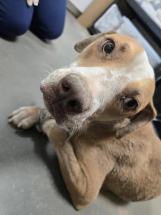 Illustration de l'article : Des sauveteurs retrouvent une chienne ligotée et abandonnée dans un canal