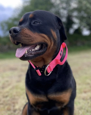 Illustration de l'article : Ce mouton élevé par un Rottweiler se comporte désormais comme un chien (vidéo)