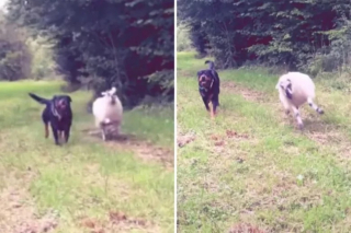 Illustration de l'article : Ce mouton élevé par un Rottweiler se comporte désormais comme un chien (vidéo)