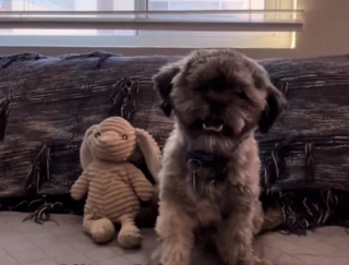 Illustration de l'article : Rejetée à un événement d’adoption, ce chien filmé sur internet touche une famille en plein cœur (vidéo)