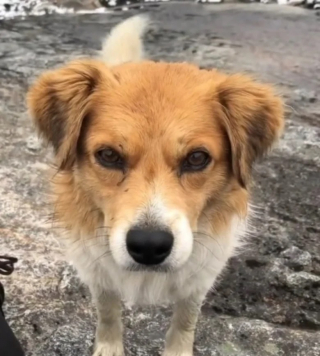 Illustration de l'article : Perdu à 4 700 mètres d’altitude, un randonneur suit un chien mystérieux pour retrouver son chemin (vidéo)