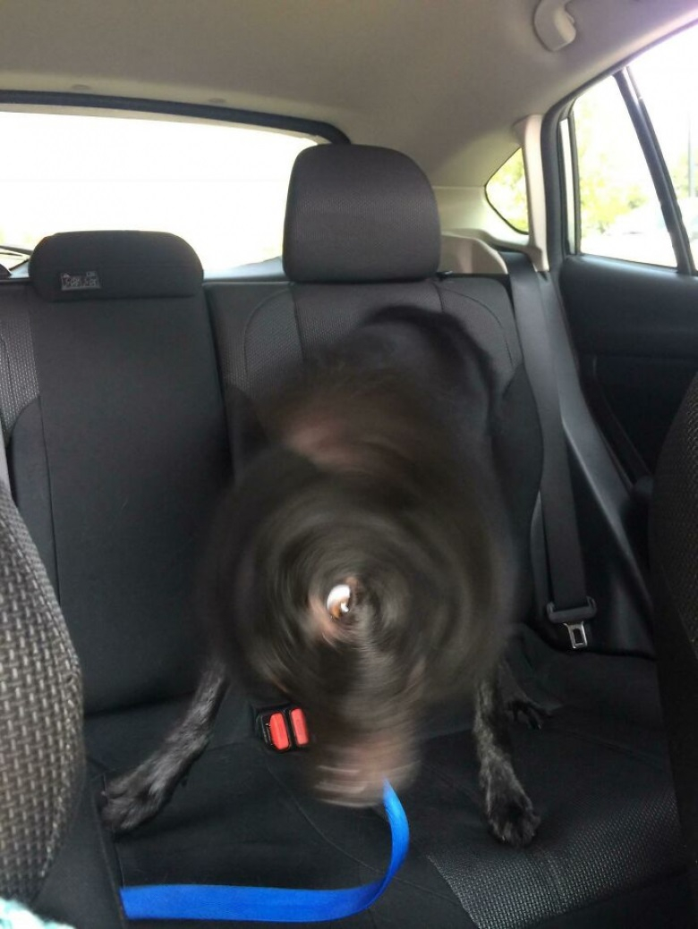 10 photos de chiens floues qui les rendent encore plus drôles