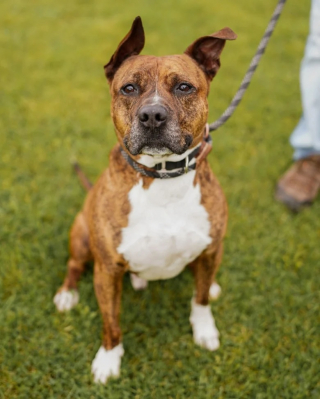 Illustration de l'article : Pour aider un chien de refuge à trouver une famille, un poseur de clôtures professionnel fait une offre en or